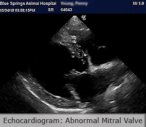 Veterinary Echocardiography Dog Mitral Valve Disease