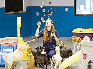 Dog Boarding Playtime Puppies Play With Bubbles