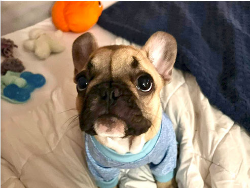 Bethany_Roberts_Dog_Google-Review-Blue_Springs_Animal_Hospital Bethany_Roberts_Dog_Google-Review-Blue_Springs_Animal_Hospital