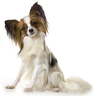 Blue-Springs-Pet-Resort-Health-Requirements-Dogs Blue-Springs-Pet-Resort-Health-Requirements-Dogs