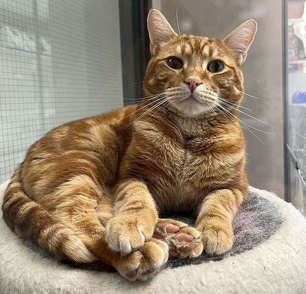 Cat-Boarding-Napping-Blue-Springs-Pet-Resort-Kansas-City Cat-Boarding-Napping-Blue-Springs-Pet-Resort-Kansas-City