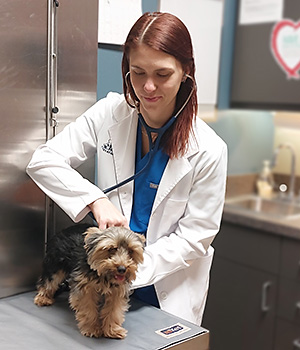 Dr Jamie Gerlach examines a dog at Blue Springs Animal Hospital near Kansas City Image of Dr Jamie Gerlach examining a dog at Blue Springs Animal Hospital near Kansas City