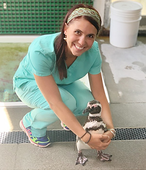 Dr Jamie Gerlach cares for a penguin at the Kansas City zoo Image of Dr Jamie Gerlach caring for a penguin at the Kansas City zoo