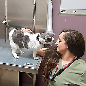Dr. Emily James Veterinarian with a Cat at Blue-Springs-Animal-Hospital in Kansas City Dr. Emily James Veterinarian with a Cat at Blue-Springs-Animal-Hospital in Kansas City