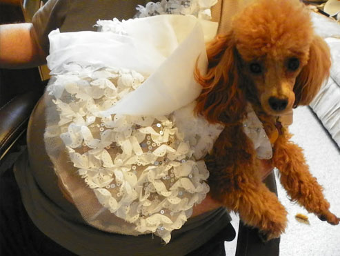 Genevieve Kenslow Dog Google Review for Blue Springs Animal Hospital Genevieve Kenslow Dog Google Review for Blue Springs Animal Hospital