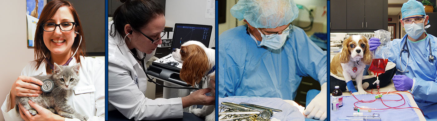 blue springs animal hospital veterinarians blue springs animal hospital veterinarians