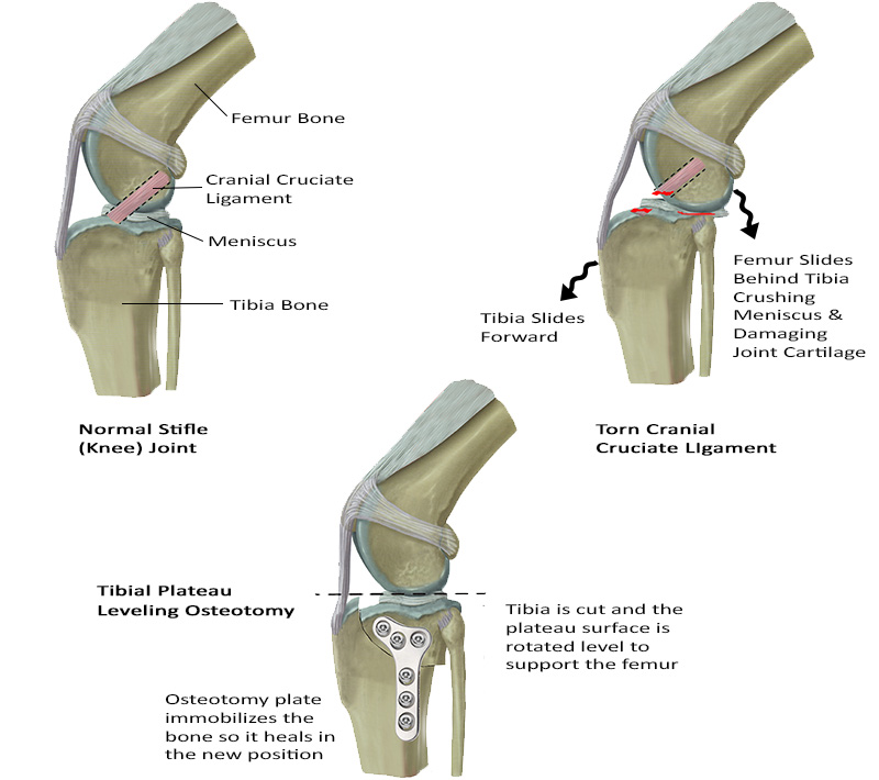 Illustration of how the TPLO surgery works in a dog in Kansas City Illustration of how the TPLO surgery works in a dog in Kansas City