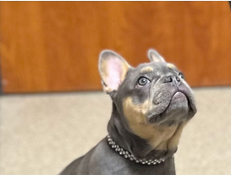 Link to IHardy_Frenchie-Dog_Google_Review_Samantha_Nye_Veterinarian_Kansas_City IHardy_Frenchie-Dog_Google_Review_Samantha_Nye_Veterinarian_Kansas_City