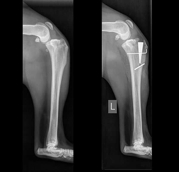 Before and after Xrays of MMP-TTA_Surgery-Dog-Cranial-Cruciate-Ligament Blue Springs Animal Hospital Kansas City MMP-TTA_Surgery-Dog-Cranial-Cruciate-Ligament Blue Springs Animal Hospital Kansas City