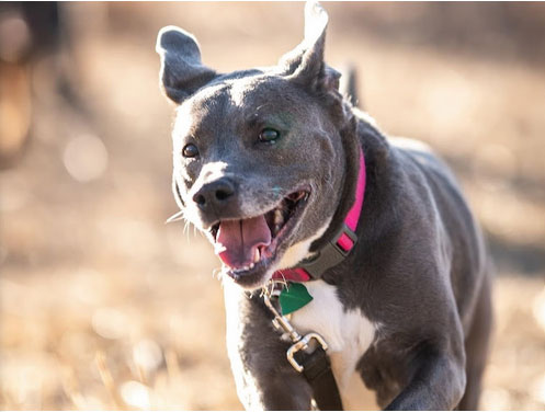 MikeH_Google_Review_TPLO_Surgery_Blue_Springs_Animal_Hospital Image of Dog for MikeH_Google_Review_TPLO_Surgery_Blue_Springs_Animal_Hospital