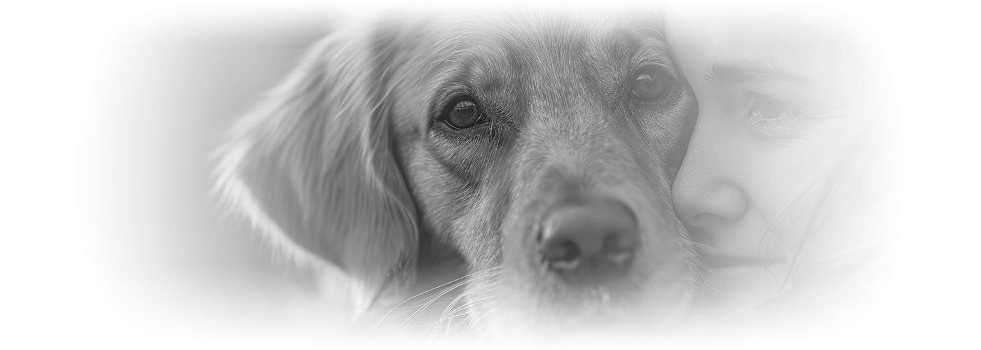 Photo of elderly dog - Pet Euthanasia and End of Life Care - Blue Springs Animal Hospital Photo of elderly dog - Pet Euthanasia and End of Life Care - Blue Springs Animal Hospital