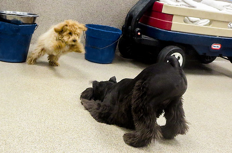 Puppy-Socialization-Doggie-Daycare-Playtime-Blue-Springs-Pet-Resort-Kansas-City Puppy-Socialization-Doggie-Daycare-Playtime-Blue-Springs-Pet-Resort-Kansas-City