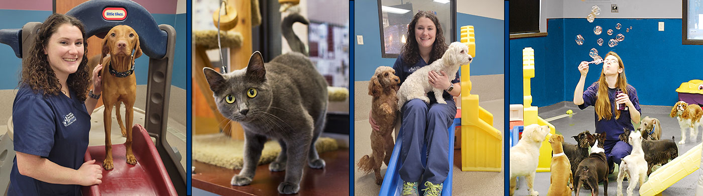 Blue Springs Animal Hospital and Pet Resort