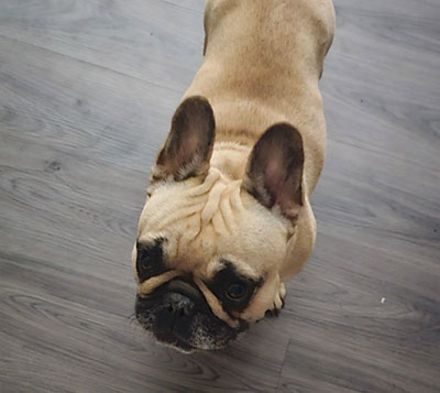 SimplyKindSage_Frenchie_Google_Review_Dog_Breeding_Veterinarian_Kansas_City SimplyKindSage_Frenchie_Google_Review_Dog_Breeding_Veterinarian_Kansas_City