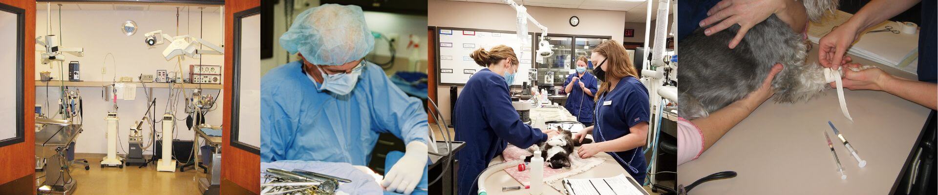 Surgery At Blue Springs Animal Hospital