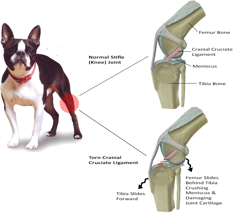 Illustration of the anatomy of a torn cruciate liagment in a dog Image of Illustration of the anatomy of a torn cruciate liagment in a dog