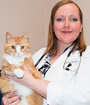 Veterinarian Samantha Nye examines a cat at Blue Springs Animal Hospital Veterinarian Samantha Nye examines a cat at Blue Springs Animal Hospital