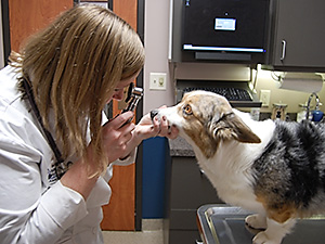 Veterinarian Samantha Nye examines a dog at Blue Springs Animal Hospital Veterinarian Samantha Nye examines a dog at Blue Springs Animal Hospital