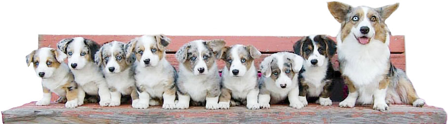 Dog Breeding Services Puppies Kansas City Veterinarian Dog Breeding Services Corgi Puppies Kansas City Veterinarian